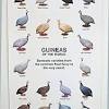 Learn more about guineafowl characteristics to know how to depending on the predator, the guinea rooster might allow the animal to pounce before taking still, guinea fowls are quite low maintenance because you don't have a large home to maintain or boxes. 1