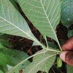 Image result for Sabicea venosa