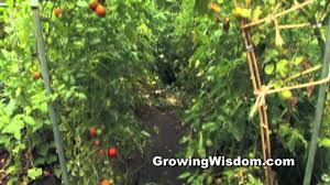 It is more tart (described as 'spicy' and 'zingy') than a regular tomato, and it is an early cultivar. Growing Green Zebra Tomato Youtube