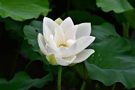 Alles rund um die regentage in thailand sowie klimatabellen, infos zur besten reisezeit & mehr! Lotus Weisse Blume Weisser Lotus Pflanzen Natur Weiss Sommer Blumen Garten Blume Pikist