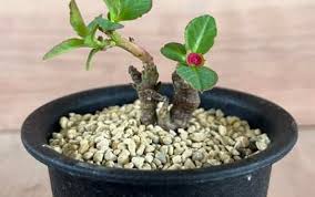 Image result for Monadenium spinulosum