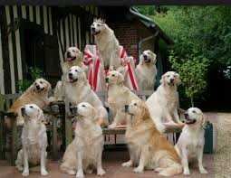 The skull is broad and the muzzle is straight some of the golden's talents are hunting, tracking, retrieving, narcotics detection, agility. Queen Of Her Court White British English Cream Creme Golden Retrievers Fotos Piadas Piadas