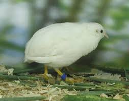 Button Quail Color Id