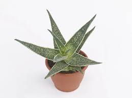 Image result for Alafia zambesiaca