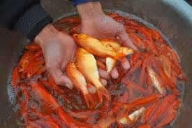 Maybe you would like to learn more about one of these? Hang Ä'oan Xe Ä'á»• Vá» Thuá»· Tráº§m Mua Ca Chep Ä'á» Cung Ong Cong Ong Tao