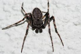 Doch wieso kommen spinnen gerade jetzt wieder in so großer zahl zu uns? Schau Mal Wer Da Kommt Spinnen Im Haus Nabu
