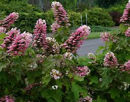 Thanks to the march 2012 heatwave this year, flowering trees across michigan went into bloom early. 10 Radiant Reblooming Shrubs Proven Winners