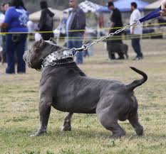 2 boys and 3 girls ready to leave beginning of march all puppies will be abkc registered. Xxl Blue Pitbulls Biggest Pitbull Puppies Kennel