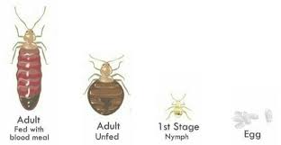 Preparing to get rid of bed bugs. How To S Wiki 88 How To Get Rid Of Bed Bugs