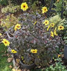 The plant vines naturally, but not to the extent its overwatering is dipladenia's enemy. Perennial Gardeners What Are Your Favourite Annuals In 2020