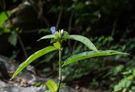 Image result for Commelina congesta