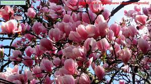 Large leathery leaves, smooth gray bark, and yellow fall color add to the seasonal. Saucer Magnolia Beautiful Flowers Magnolia Soulangeana Youtube