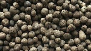 Image result for Vigna subterranea