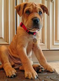 Charlie The Shar Pei Mix Shar Pei Mix Cute Puppies Cute Dogs