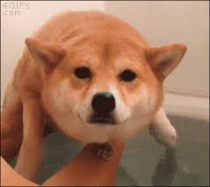 Part of a series on interior monologue captioning. Doge Meme Doge Gif Apsgeyser