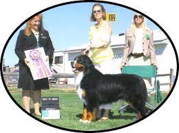 They make great family dogs and are best suited for homeowners berner breeders. Bugziere Bernese