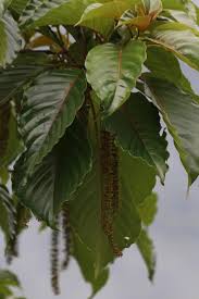 Image result for Hymenodictyon parvifolium