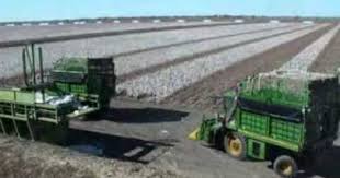 Cotton Picking Mungindi Nsw Australia April 2010 Cotton Australia Acre