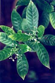 Image result for Psychotria cinerea