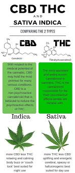 Cbd Vs Sativa Indica Vs Sativa Know The Difference 2019 10 08