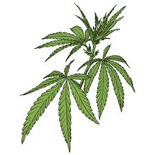 Image result for Cannabaceae