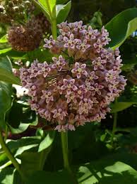 Asclepias Syriaca Asclepias Plants Milkweed