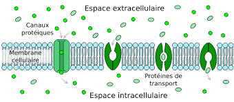 Quelles sont les différentes étapes du cycle cellulaire ? Diffusion Facilitee Wikipedia
