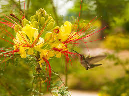 Sweet william attracts hummingbirds | irresistible, colorful, and grows for two years. Garden Wise The Enchanted Hummingbird Local Magicvalley Com