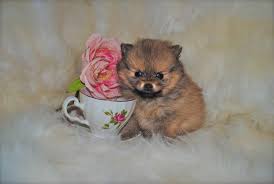 Teacup Pomeranian Alberta Pets Lovers
