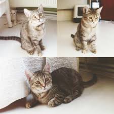 Brown Mackerel Torbie Patched Tabby Ear 24 By Scottish Straight Disi Yavrumuz Sofia 3 Nisan Dogumlu Ozel Bir Yavru Uygun Ucretl Yavru Kediler Kedi 3 Nisan