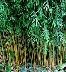 Image result for Lagenaria rufa