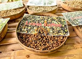 Kedi Diskisindan Uretilen Dunyanin En Pahali Kahvesi Kopi Luwak Kilosu 1000 Dolar Ntv