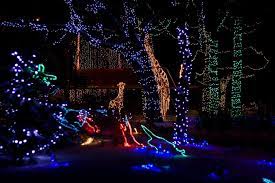 Calgary Zoo Lights Zoo Lights Calgary Picture