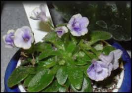 Micro african violets are also sometimes called: Running Out Of Room For Houseplants Try Miniature African Violets Dave S Garden