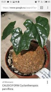 Image result for Cyclantheropsis parviflora