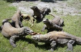Komodo Dragon For Sale Canada