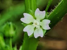 Image result for Malva parviflora