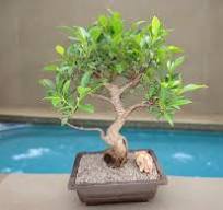 Extra Large Ficus Retusa Bonsai Tree - Curved Trunk Style