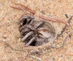 Image result for Lindackeria poggei