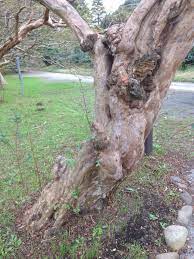 lagerstroemia indica サルスベリ 百日紅 2018 10 17 神代植物公園 中国南部原産 江戸時代に渡来 落葉中高木 花の終わった百日紅の林は謎の空間 百日紅 サルスベリ 植物