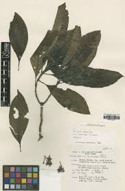 Image result for Tarenna pavettoides