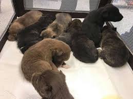 Animals and paperwork will be brought to your vehicle to ensure the utmost of safety. 9 Unweaned Husky Pups Dropped At Spca Anonymous Donor Sponsoring Adoptions Until 2018 Houston Chronicle