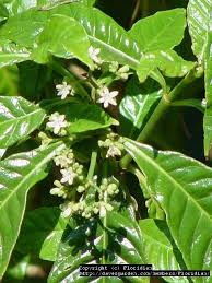 Image result for Psychotria succulenta