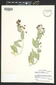Image result for Asclepias buchwaldii