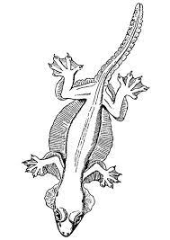 Coloriage Lezard Volant