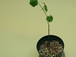 Image result for Cyclantheropsis parviflora