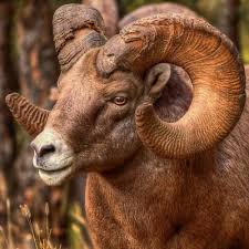 Pin On Amazing Bighorn Sheep