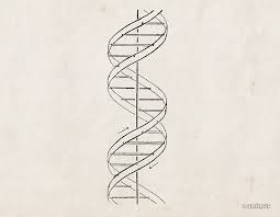 The Structure Of Dna — Synthesis-Based Biofusion Technology Lab