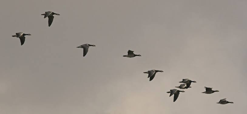 Mga resulta ng larawan para sa Barnacle Goose Migration Flock"