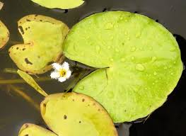 Image result for Nymphoides brevipedicellata